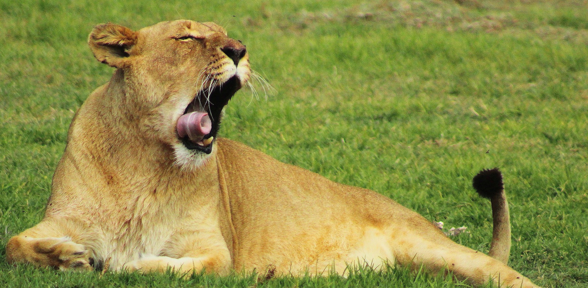 lioness-3383401_1920